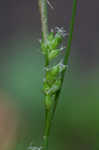 Eastern woodland sedge